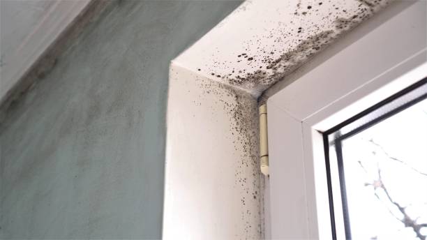 Best Crawl Space Mold Removal  in Chicago, IL