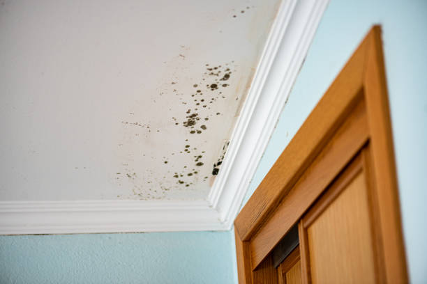 Best Fast Mold Removal  in Chicago, IL