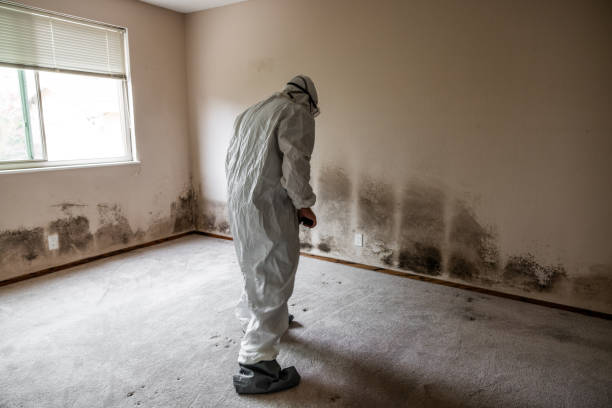 Office Mold Removal Services in Chicago, IL