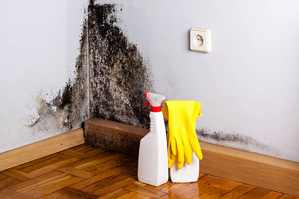 Best Attic Mold Removal  in Chicago, IL